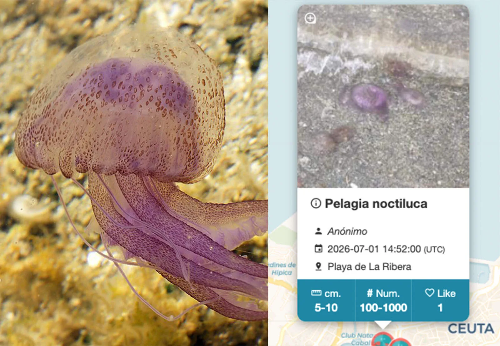 MedusApp: la herramienta para saber dónde hay medusas en las playas