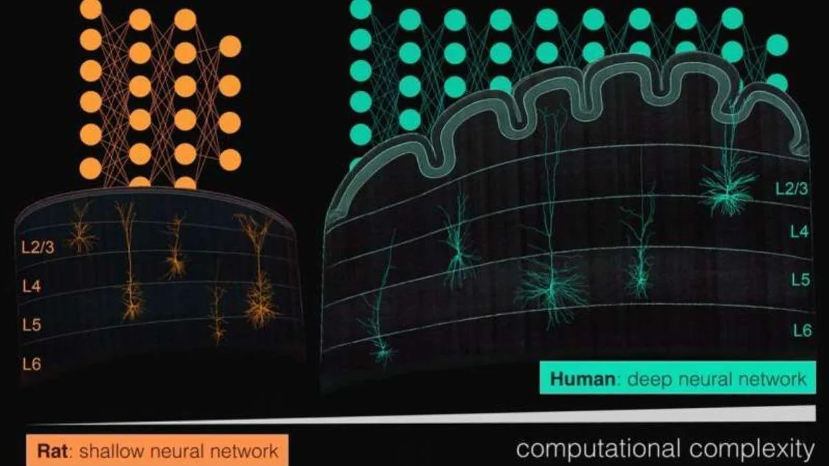 Una sola neurona cortical podría tener un poder computacional comparable a redes de inteligencia artificial